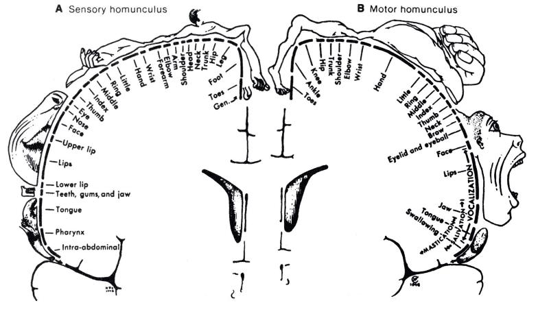 Penfield Homunculus Montessoripublic